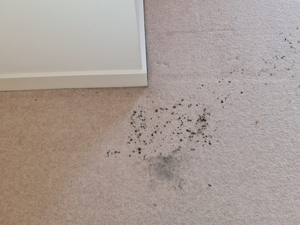 carpet with stain in Norwich House